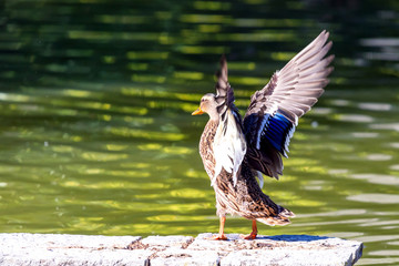 Male wild duck or Anas platyrhynchos