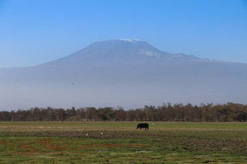 Hippo in the Shadow of Mount Kilimanjaro, Amboseli National Park, Kenya