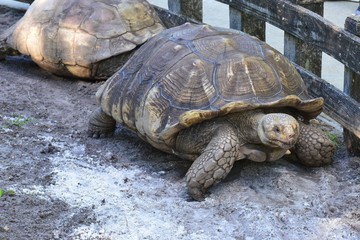 A giant Turtle at the Florida Keys in America.