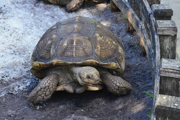 A giant Turtle at the Florida Keys in America.