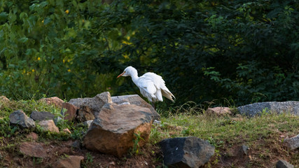 A morning scene of Heron is busy in search of food