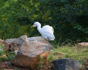 A morning scene of Heron is busy in search of food