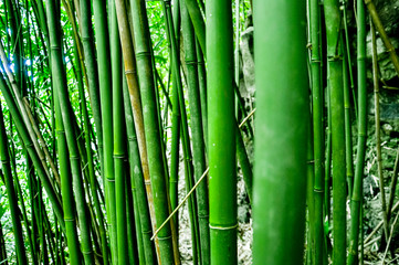 The bamboo forest 