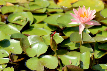 Loto rosa e libellula rossa