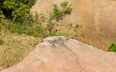 A Eurasian hoopoe is seen sitting on a stone.