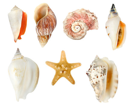 Collection of seashells on white background with clipping path