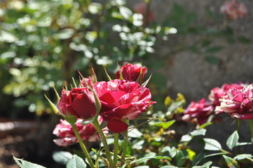 rose rosse