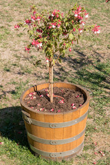 Fuchsia blossom flowers in a pot of wood.