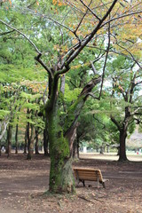 banco en parque