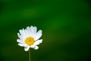 one daisy on green background