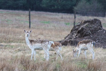 Naklejka na ściany i meble Herd of Fallow Deers (Dama dama), group of wild animals.
