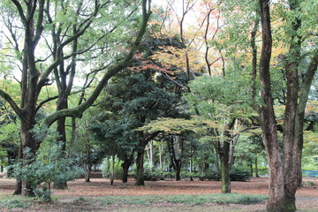 parque otoñal
