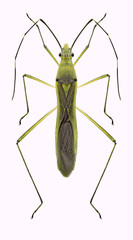 Bug Leptocorisa acuta on a white background