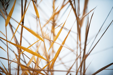 Old Yellow Grass in Sunlight. Low Depth of the Field.
