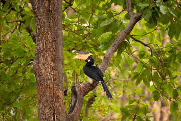 Malabar pied hornbill, Anthracoceros coronatus, Pench Tiger Reserve, Madhya Pradesh, India.