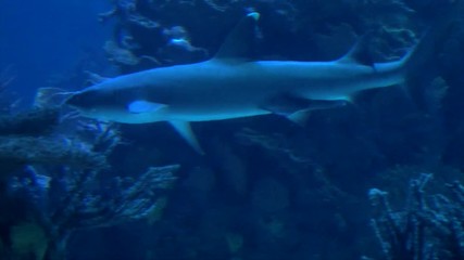 Aquarium tank with a large white tip reef shark swimming in circles between coral, rocks, seaweed and marine organisms filmed from underwater with a variety of fish in the background