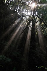 森の木洩れ日