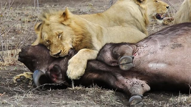 Young nomadic male lion gives a dramatic death bite, grappling a female African buffalo around the neck while she gives her last breath