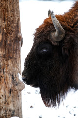 Zubr (Bison bonasus) is a wild forest bull, the largest hoofed animal of the European continent. The differences between the European bison and the American bison are insignificant.