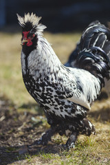Rooster of the Pavlovskaya breeds on the lawn on a sunny day.