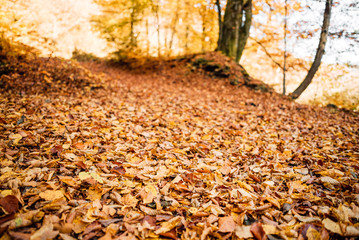 Beautiful sunrise in the autumn forest; fallen yellow leaves