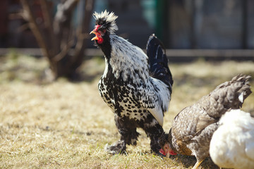 Rooster of the Pavlovskaya breeds on the lawn on a sunny day.