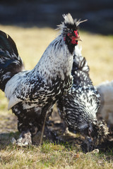 Rooster of the Pavlovskaya breeds on the lawn on a sunny day.