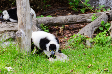 Naklejka premium Black and white Ruffed Lemur or Varecia variegata