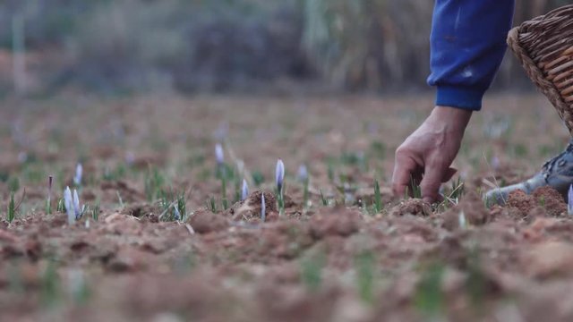 farmer saffron crocus ground