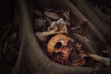 still life of genocide human skulls on root of banyan  tree