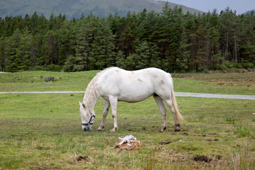 Obraz na płótnie Canvas Wild Horse, Connemara National Park