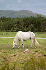 Wild Horse in Connemara