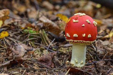 Yuong inedible fly aragic (Amanita muscaria) in a mixed forest, close-up