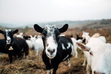 Group of goats with baby goat walking on the meadow