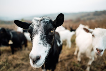 Close-up portrait goat grazing green grassy lawn.