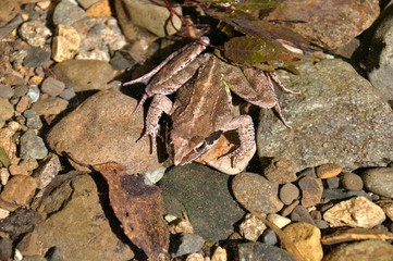 ニホンアカガエル