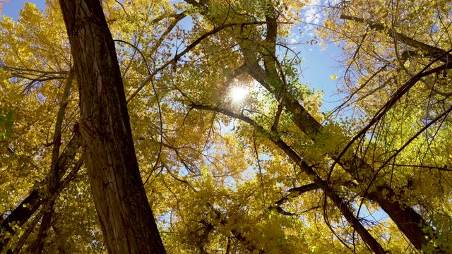 Beautiful shot of leaves waving in the wind on cottonwood tree in fall season