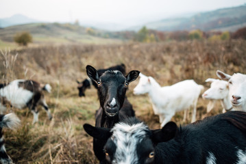 Group of goats with baby goat walking on the meadow