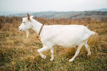 Close-up portrait goat grazing green grassy lawn.