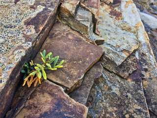 small plant grows through a stone, stunted plant, plant dies on the stones