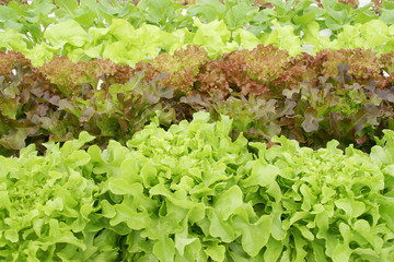 Fresh Assorted Organic Vegetables in Hydroponic Farm