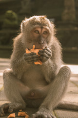 monkey ubud sanctuary