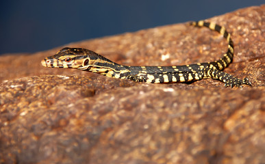 Lizard on the stone