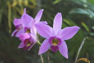 orquídea rosada