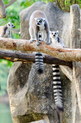 lemur catta in the natural zoo © kedsirin