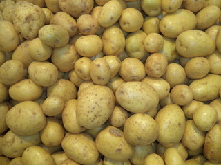 pile of fresh washed potatoes of the new crop