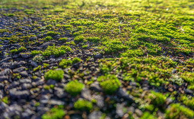 Moss, rocks and sunrise. Morning forest with blurry fore- and background