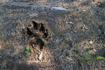 Dog paw print on the ground in the sun background.