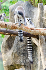 lemur catta in the natural zoo