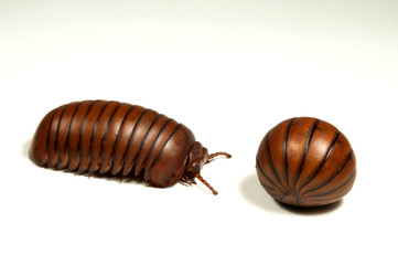 Riesenkugler (Sphaerotheriida) - giant pill millipede